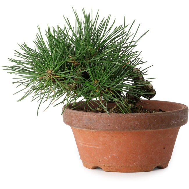 Pinus thunbergii, 11,5 cm, ± 12 ans