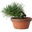 Pinus thunbergii, 11,5 cm, ± 12 Jahre alt