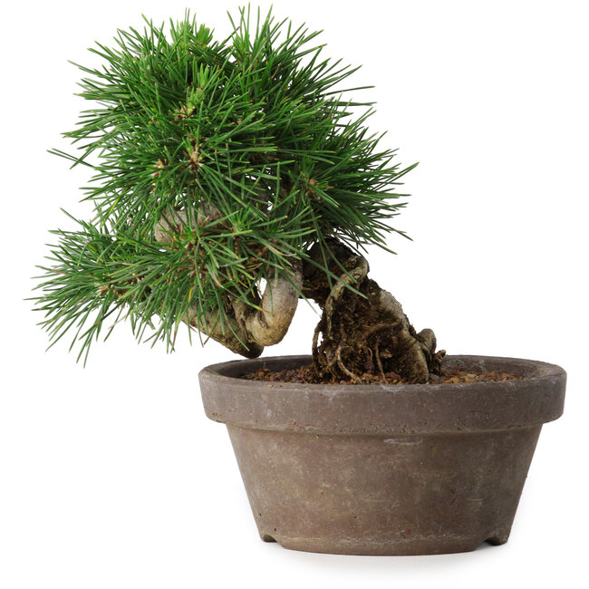 Pinus thunbergii, 14 cm, ± 12 Jahre alt