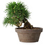 Pinus thunbergii, 14 cm, ± 12 ans