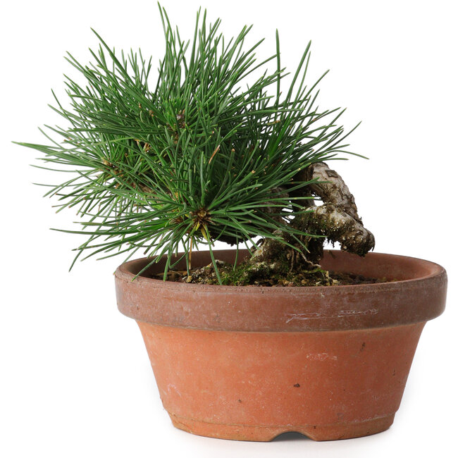 Pinus thunbergii, 11,5 cm, ± 12 jaar oud