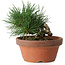 Pinus thunbergii, 11,5 cm, ± 12 ans