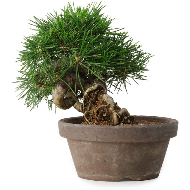 Pinus thunbergii, 14 cm, ± 12 jaar oud