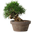 Pinus thunbergii, 14 cm, ± 12 jaar oud
