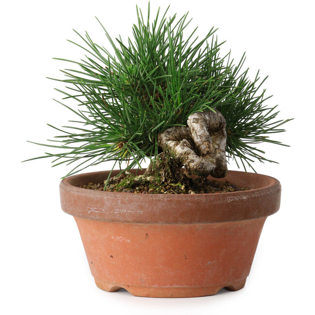 Pinus thunbergii, 11,5 cm, ± 12 jaar oud