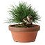 Pinus thunbergii, 11,5 cm, ± 12 ans