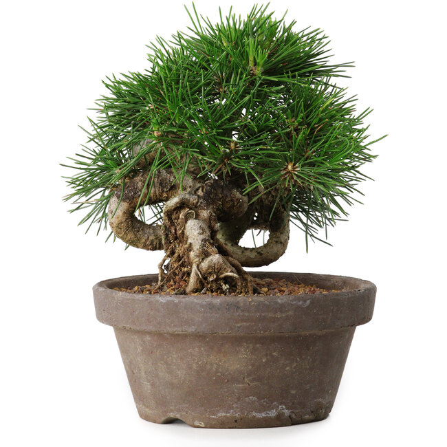 Pinus thunbergii, 14 cm, ± 12 years old