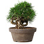 Pinus thunbergii, 14 cm, ± 12 Jahre alt