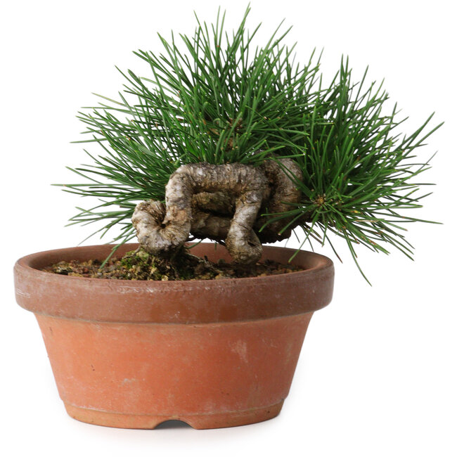 Pinus thunbergii, 11,5 cm, ± 12 años