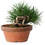 Pinus thunbergii, 11,5 cm, ± 12 Jahre alt
