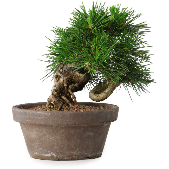 Pinus thunbergii, 14 cm, ± 12 ans