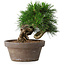 Pinus thunbergii, 14 cm, ± 12 jaar oud