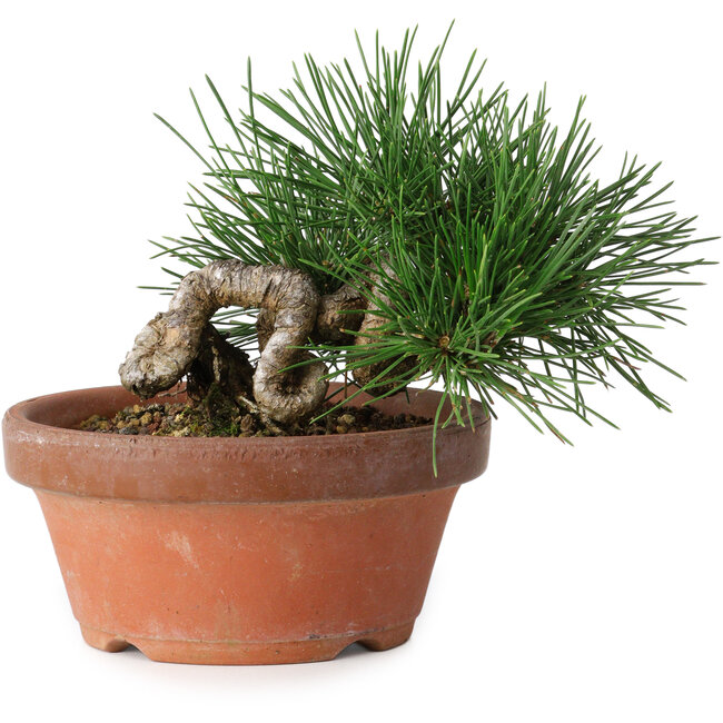 Pinus thunbergii, 11,5 cm, ± 12 jaar oud