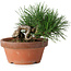 Pinus thunbergii, 11,5 cm, ± 12 jaar oud