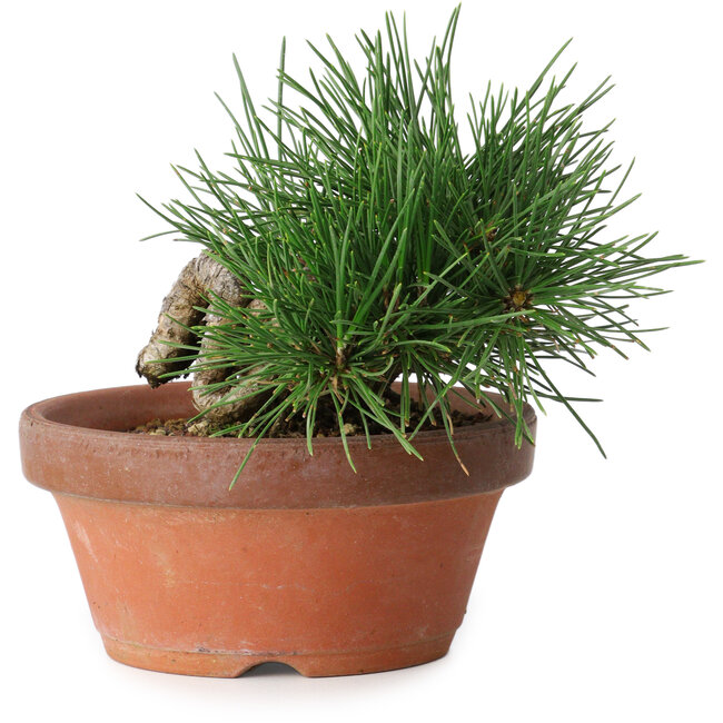 Pinus thunbergii, 11,5 cm, ± 12 jaar oud