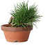 Pinus thunbergii, 11,5 cm, ± 12 ans