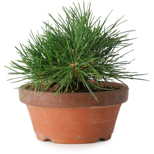 Pinus thunbergii, 11,5 cm, ± 12 jaar oud