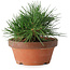 Pinus thunbergii, 11,5 cm, ± 12 jaar oud