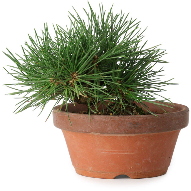 Pinus thunbergii, 11,5 cm, ± 12 jaar oud
