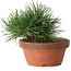 Pinus thunbergii, 11,5 cm, ± 12 ans