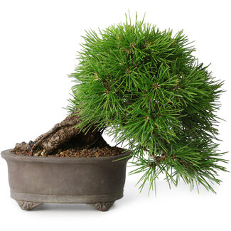 Pinus thunbergii, 17,5 cm, ± 30 jaar oud
