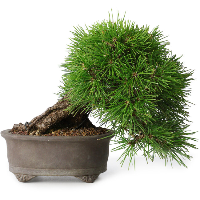 Pinus thunbergii, 17,5 cm, ± 30 ans