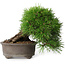 Pinus thunbergii, 17,5 cm, ± 30 Jahre alt
