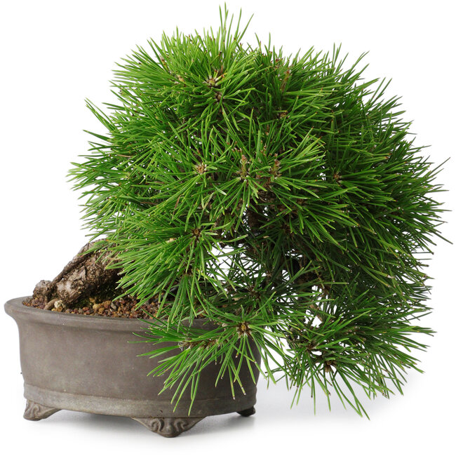 Pinus thunbergii, 17,5 cm, ± 30 jaar oud