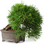 Pinus thunbergii, 17,5 cm, ± 30 ans