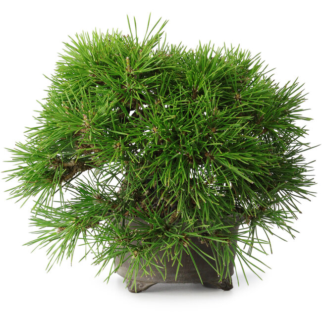 Pinus thunbergii, 17,5 cm, ± 30 anni