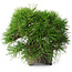 Pinus thunbergii, 17,5 cm, ± 30 ans