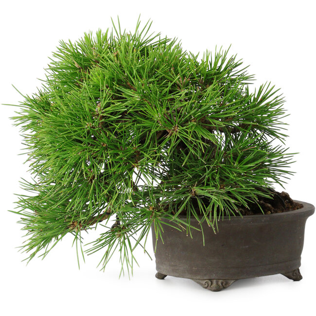 Pinus thunbergii, 17,5 cm, ± 30 jaar oud