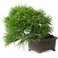 Pinus thunbergii, 17,5 cm, ± 30 ans