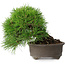 Pinus thunbergii, 17,5 cm, ± 30 jaar oud
