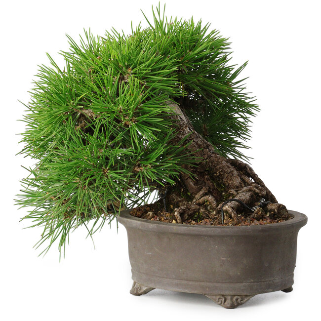 Pinus thunbergii, 17,5 cm, ± 30 anni