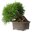 Pinus thunbergii, 17,5 cm, ± 30 ans