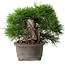 Pinus thunbergii, 17,5 cm, ± 30 ans