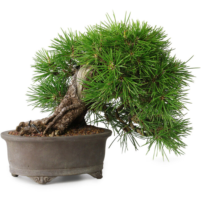 Pinus thunbergii, 17,5 cm, ± 30 jaar oud