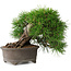Pinus thunbergii, 17,5 cm, ± 30 ans