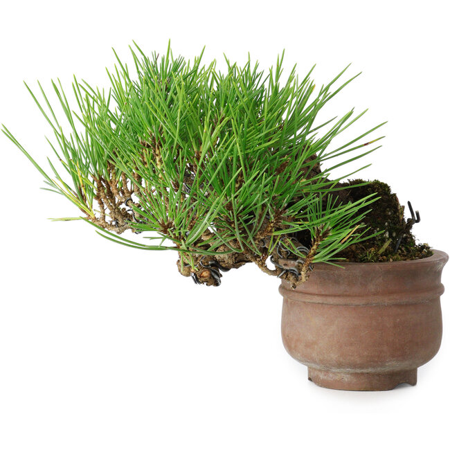 Pinus thunbergii, 11 cm, ± 25 jaar oud