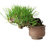 Pinus thunbergii, 11 cm, ± 25 jaar oud