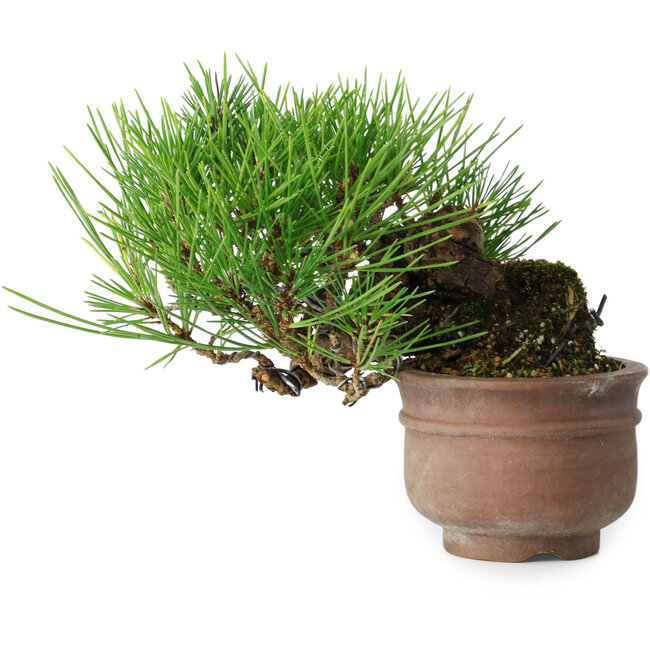 Pinus thunbergii, 11 cm, ± 25 ans