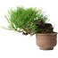 Pinus thunbergii, 11 cm, ± 25 ans