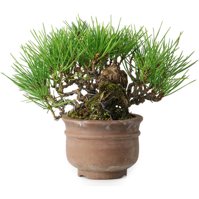 Pinus thunbergii, 11 cm, ± 25 jaar oud