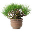 Pinus thunbergii, 11 cm, ± 25 jaar oud