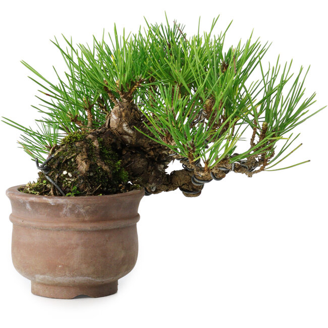 Pinus thunbergii, 11 cm, ± 25 Jahre alt