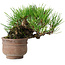 Pinus thunbergii, 11 cm, ± 25 jaar oud
