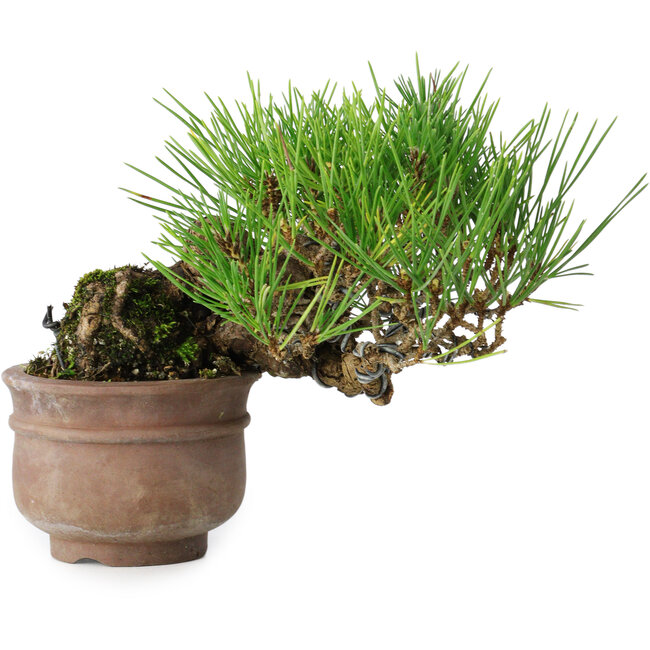 Pinus thunbergii, 11 cm, ± 25 Jahre alt