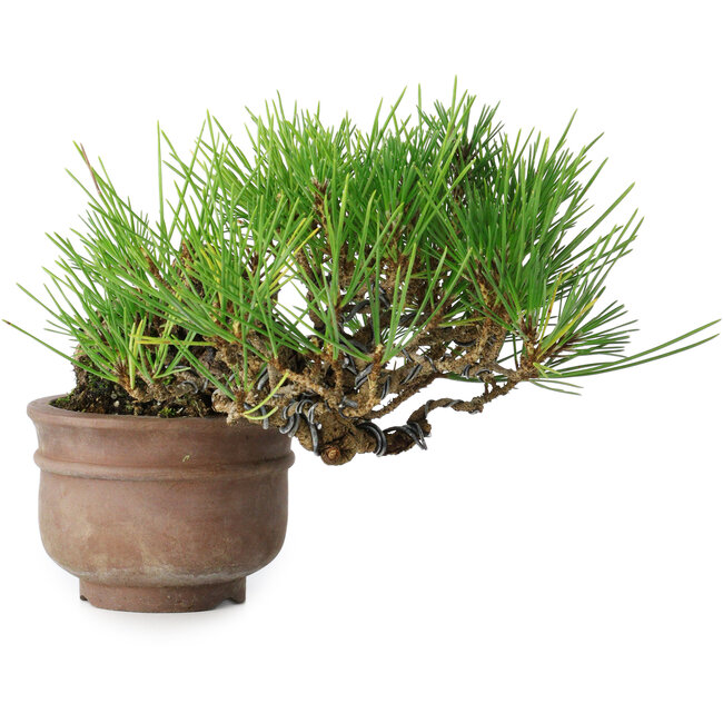 Pinus thunbergii, 11 cm, ± 25 ans