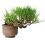 Pinus thunbergii, 11 cm, ± 25 jaar oud